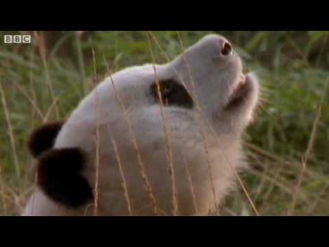 Funny Animals Talking For Sport Relief - Walk On the Wild Side - BBC Sport Relief Night 2010