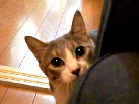 ?????????? - Stalking Cat -