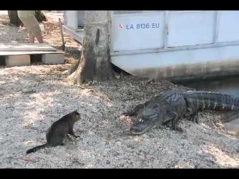Vicious Gators attacked by Mugsy the Cat - Unbelievable