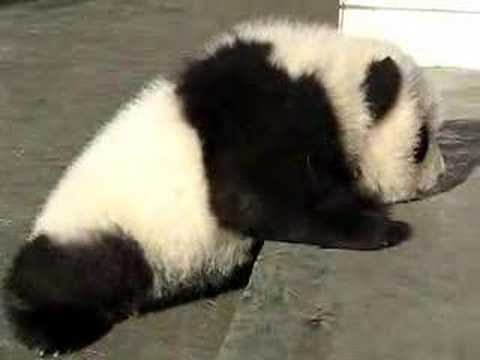 The Most Pathetic Baby Panda Ever