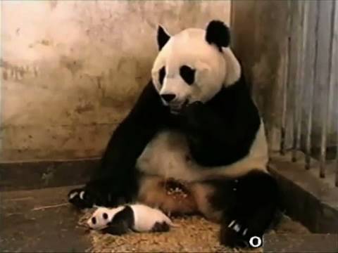 Sneezing Panda... EXPLODING!