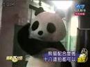 Cute Panda Aaron for Pi Li MIT