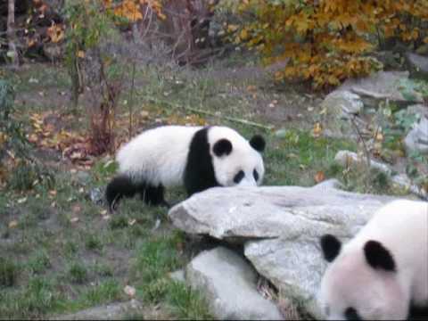 Cute Panda Cub Fu Long in Action!