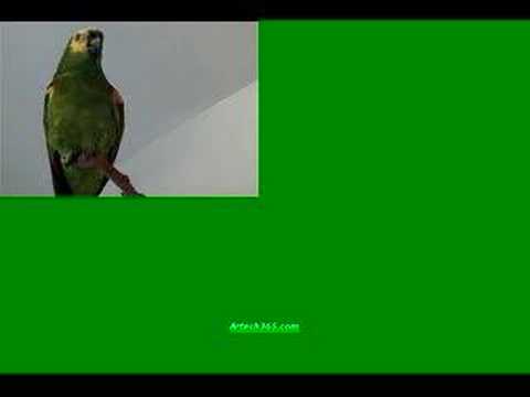Peru the Parrot Sings Sponge Bob Square Pants Theme Song