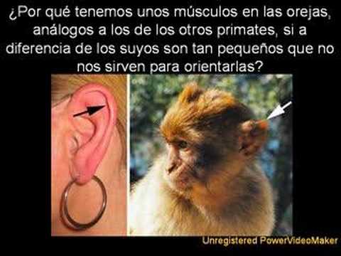 El Dise?o Est?pido I